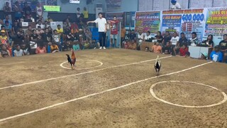 WIN! @SMCA 2HITS ULUTAN SECOND FIGHT "CHAMPION" 🏆 2X WINNER IN 1 WEEK SALAMAT MUNTING KAIBIGAN 🫶