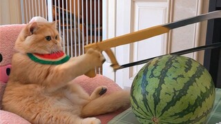 Video pendek vertikal, Tom dan Jerry, versi kucing dan tikus sungguhan, diproduksi menggunakan efek 