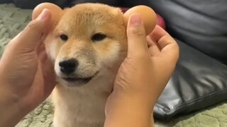 ปรากฏว่าหูของชิบะอินุสามารถวางไข่ได้ น่ารักสุดๆ!