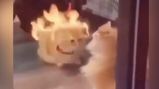 Kucing: Membawakan dengan sempurna kemarahan yang memuncak