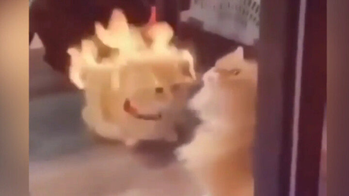 猫：实力演绎火冒三丈