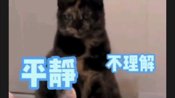 When the natives meet the new member, their reaction is hilarious #cutepets #cats #adorable