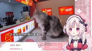 Cô bé loli Nhật Bản đã bị sốc bởi chú mèo Donald do trạm B tạo ra ở thị trấn mèo
