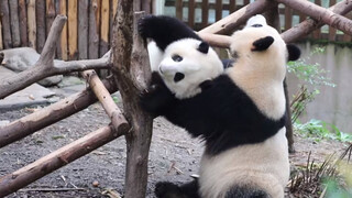 [Gấu trúc] He Hua: Cho tui tí tự do! Yuan Run: Không, cậu không cần!