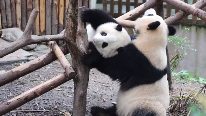 [Panda] เจ้าแพนด้าสองตัวกำลังเล่นด้วยกัน