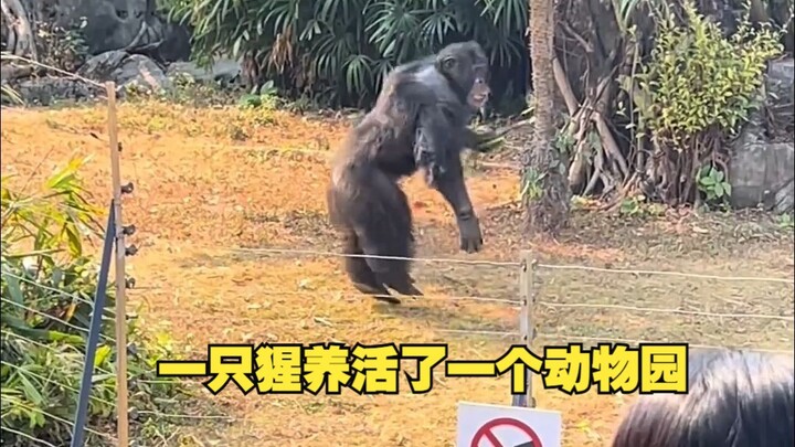 One gorilla supports an entire zoo.