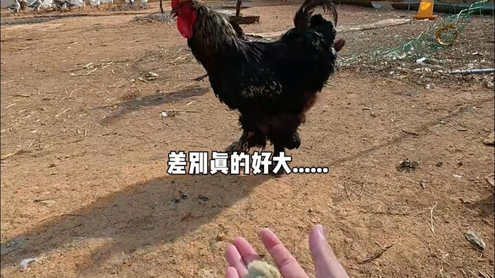 Thành viên mới đã đến rồi......