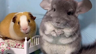 Those who have raised guinea pigs have a deep understanding of this, hahaha