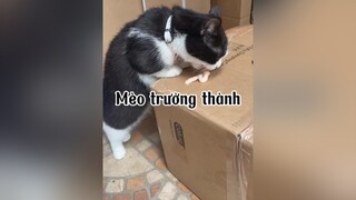 Dạo này mất TT quá ạ. Các bác ủng hộ meomatchym nha mèo cat conmeogianac