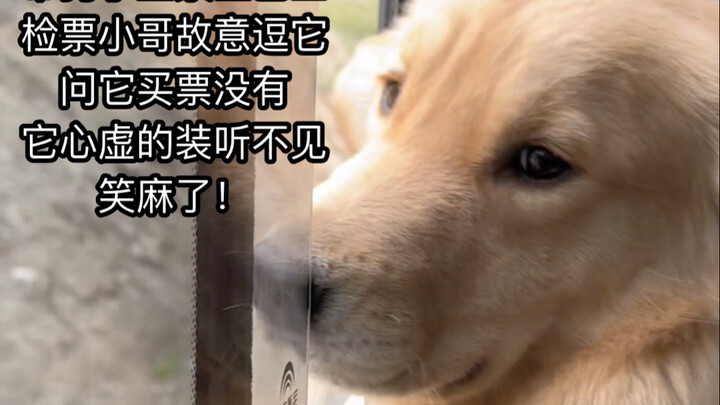 小狗坐巴士，被问买票没。真是一个敢问，一个敢装！笑死了！