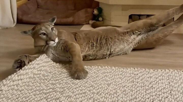 The cougar is not a lion; in fact, it’s more closely related to domestic cats.