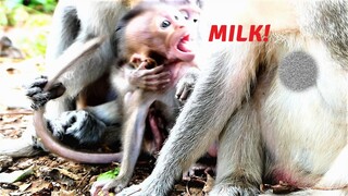 Cutie Baby Millie Weaned by Her Mother Emila, Millie Shouting Loudly for Milk