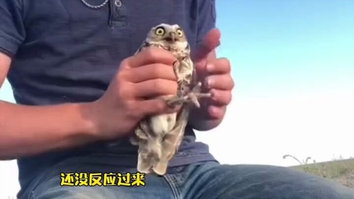 Bayi burung hantu penasaran melihat rimbawan sedang bekerja, tapi tanpa disangka ia malah langsung d