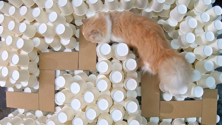 Cat Standing Among Pigs