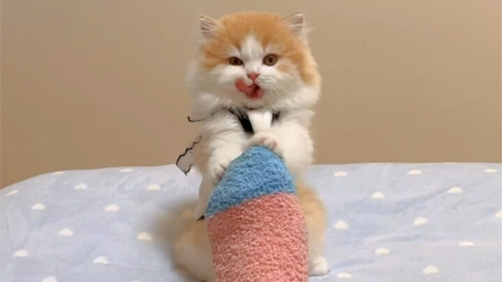 So this is how a little kitten reacts when it’s hungry.