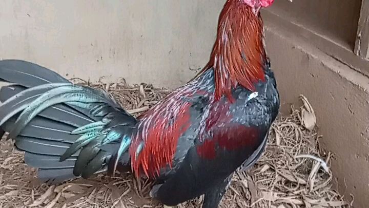 Our 4months old DVH/ MCLEAN