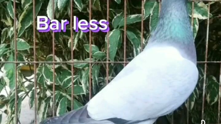 ibat iBang lahi Ng kalapati