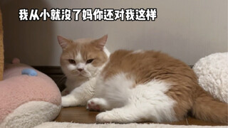 ความท้าทาย: อย่าแตะแมวเมื่อคุณกลับถึงบ้าน!