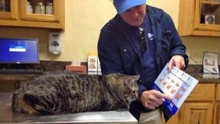 国外趣味视频集锦，看完觉得整个世界都是那么欢乐！#138