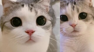 هل سبق لك أن رأيت هريرةً تُظهِر طرافتها على قدمٍ واحدة؟