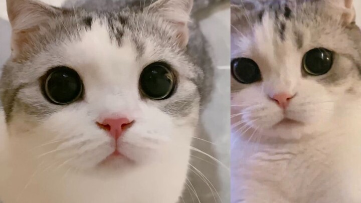 Have you ever seen a little kitten charming everyone with just one paw?