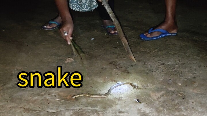 snake at night.