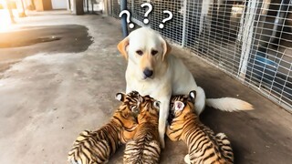 A Collection of Animals' Confusing Behaviors 216