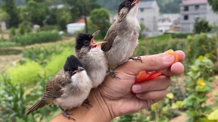 These guys have latched onto me and won’t leave until they’re fed.