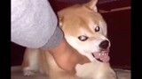 [Hewan] Anjing: Kau sama konyolnya denganku!