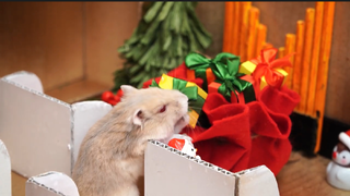 ภารกิจของหนูแฮมสเตอร์ EP 8 christmas