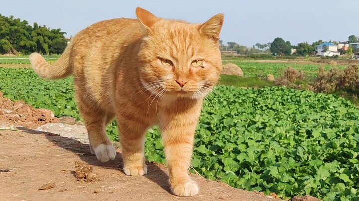 Go out to earn money and let the cat celebrate the New Year!