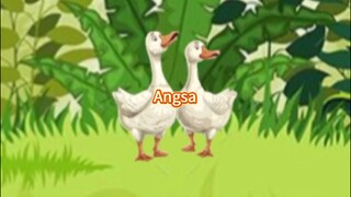 Angsa...