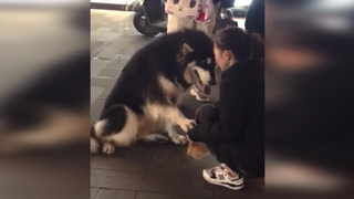 [Hewan]Momen lucu dan menggemaskan anjing dalam kehidupan sehari-hari