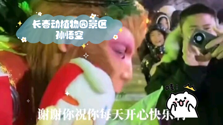 Di kawasan Taman Flora dan Fauna Changchun, Sun Wukong si monyet biskuit salju akhirnya bisa menikma