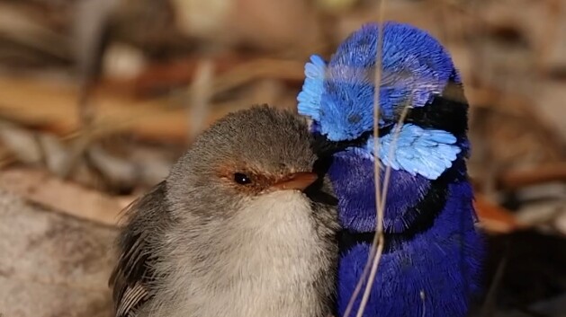 Pasangan burung jantan yang berwarna-warni cerah + burung betina yang anggun sederhana