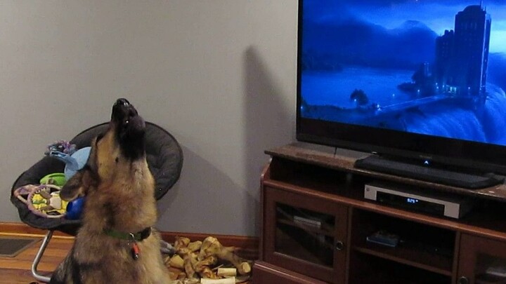 Chú chó Đức nghe tiếng sói tru trong Zootopia thì cũng bắt chước tru theo luôn.