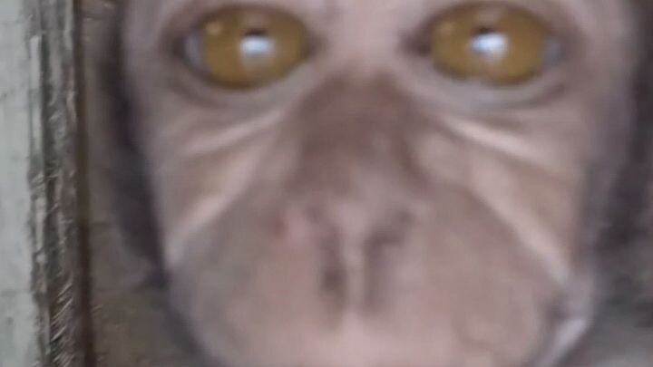 Monkey king
