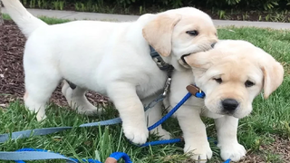 Labrador Puppies Funny Compilation 9 - Best of 2018