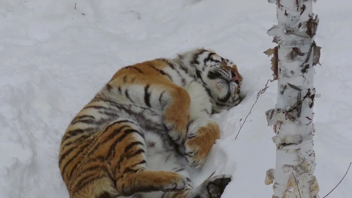 สิงโตนอนบนกองหิมะที่หนาวเย็นอย่างสบายใจ
