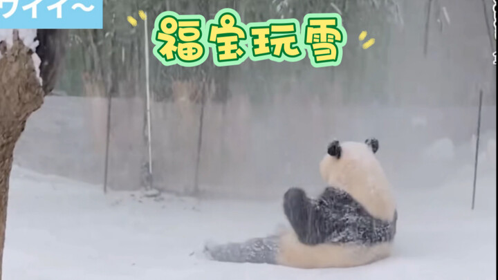 ฟู่เป่าเล่นหิมะ ทำให้คุณปู่ดีใจมาก