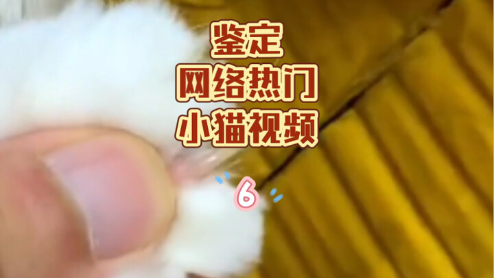 Online Viral Cat Video Review Vol. 6—Are you bored enough to ask a cat to open your package with its