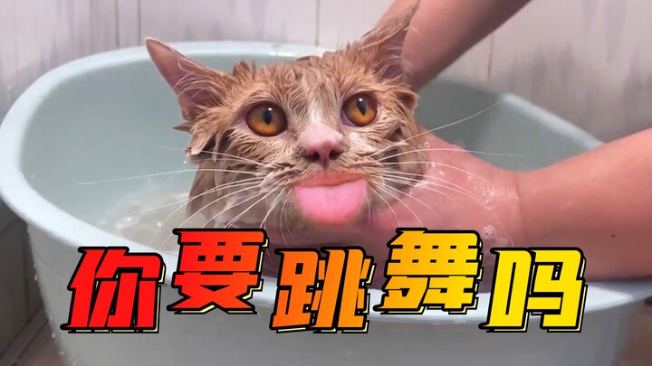 Versi kucing kocak dari “Apakah Kamu Ingin Menari”, tonton setiap hari untuk mencegah depresi!