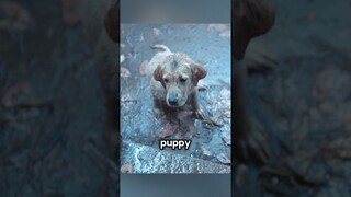 #shorts Stray Puppy Becomes Friends With Lonely Man