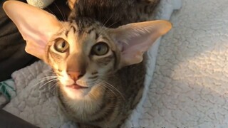 The stray cats on the street are getting more and more outrageous.