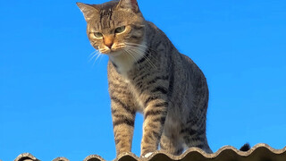 Ngakak banget! Setelah dikembalikan karena gagal kawin, kucing macan ini langsung begini di atap rum