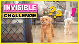 MY DOGS REACT TO THE INVISIBLE CHALLENGE| Toy Poodles React| The Poodle Mom