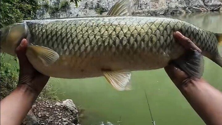 Một mình băng rừng vượt suối đến hồ chứa hoang vu, cuối cùng cũng câu được cá trắm cỏ!