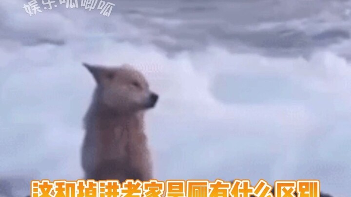 “Nó chỉ để lại một bóng lưng tan vỡ”