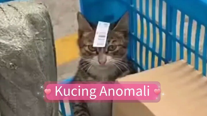 Kucing-Kucing 😸 Anomali