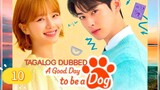 A GOOD DAY T0 BE A D0G EP10